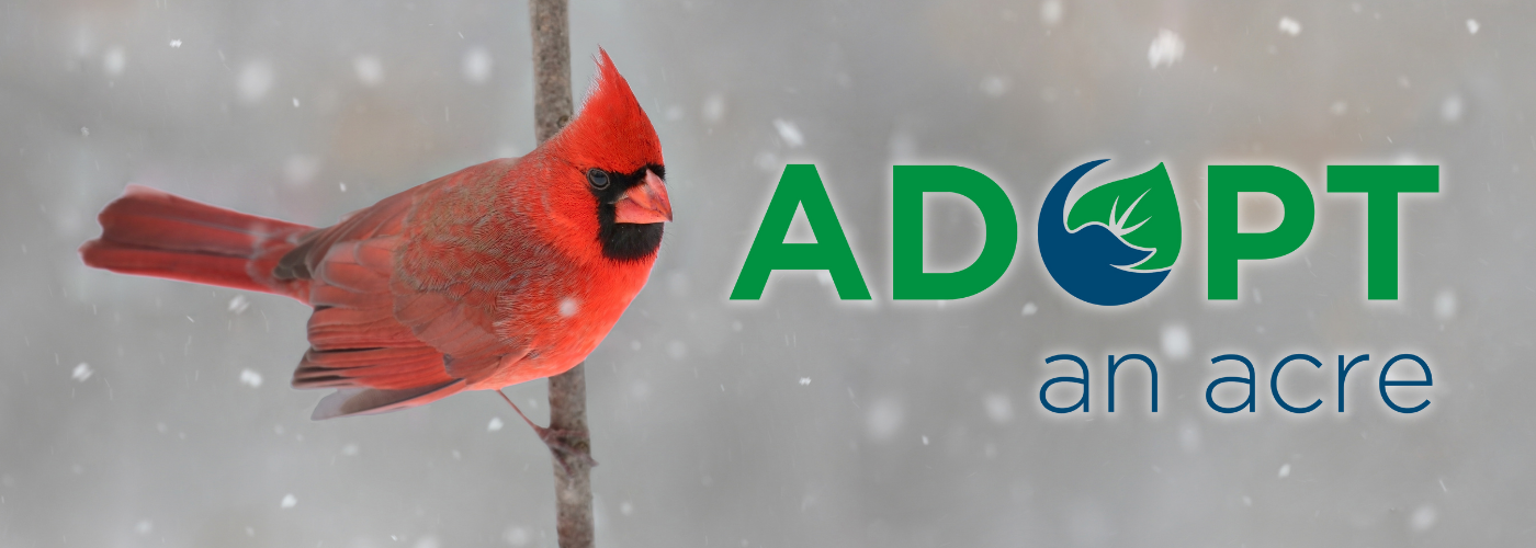 Cardinal on branch in snow. Adopt an Acre logo overlay on image